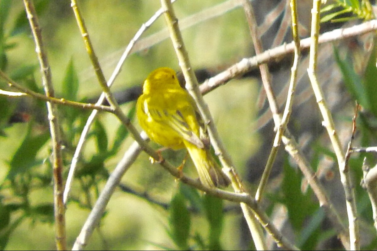 Yellow Warbler - ML97602461