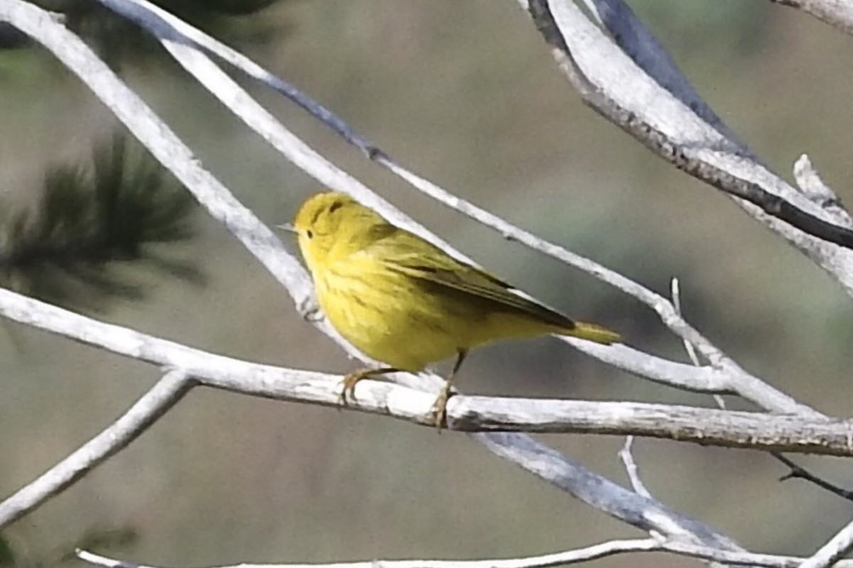 Yellow Warbler - ML97602481