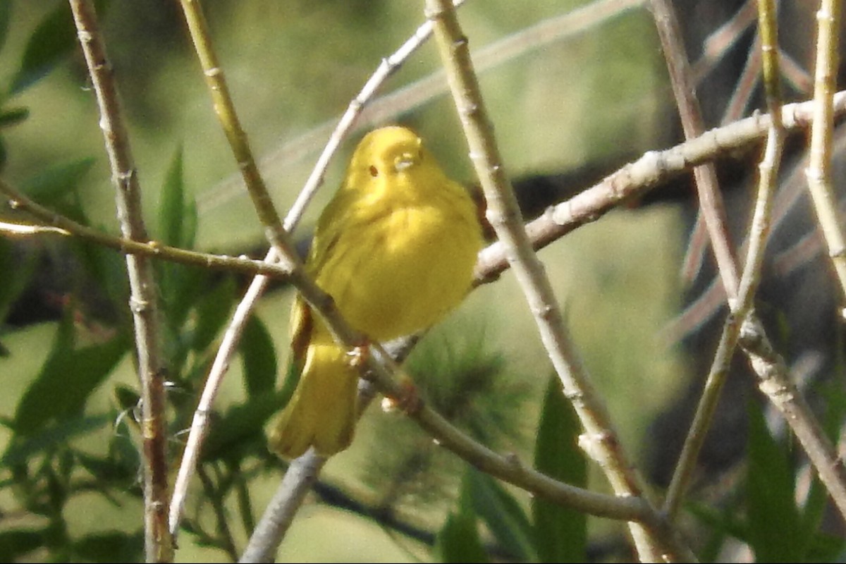 Yellow Warbler - ML97602491