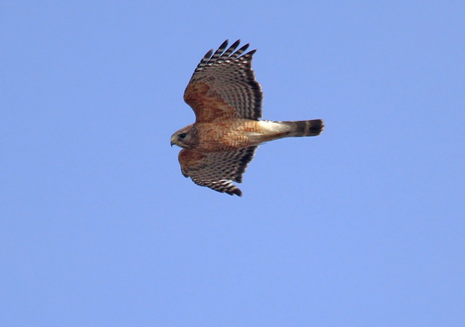Red-shouldered Hawk - ML97603141