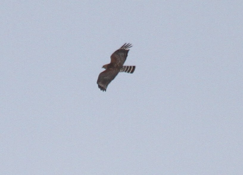 Red-shouldered Hawk - ML97603241