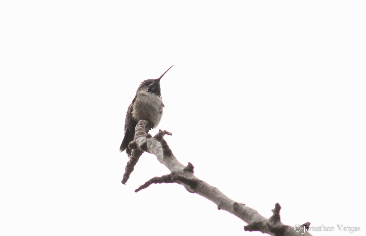 Calliope Hummingbird - ML97605491