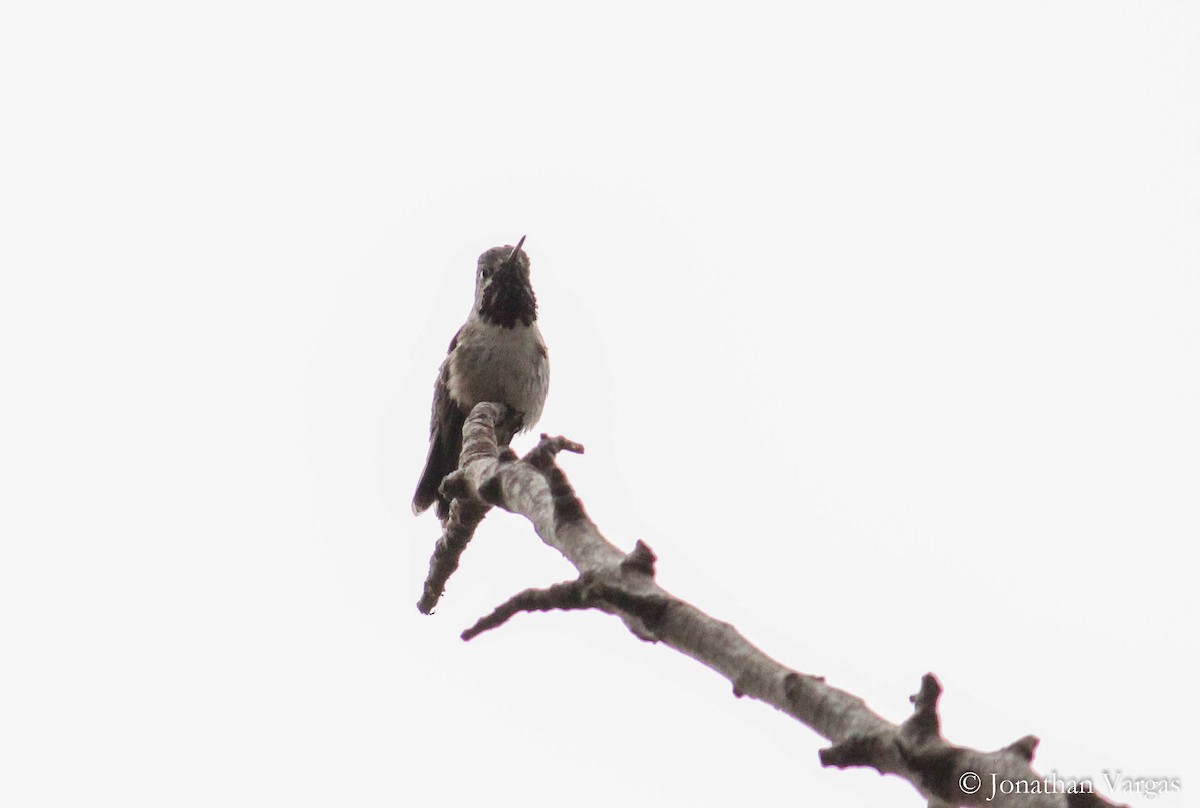 Calliope Hummingbird - ML97605501