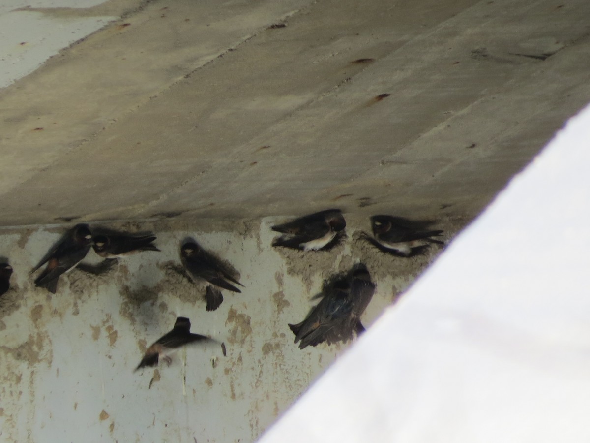 Cliff Swallow - ML97606821