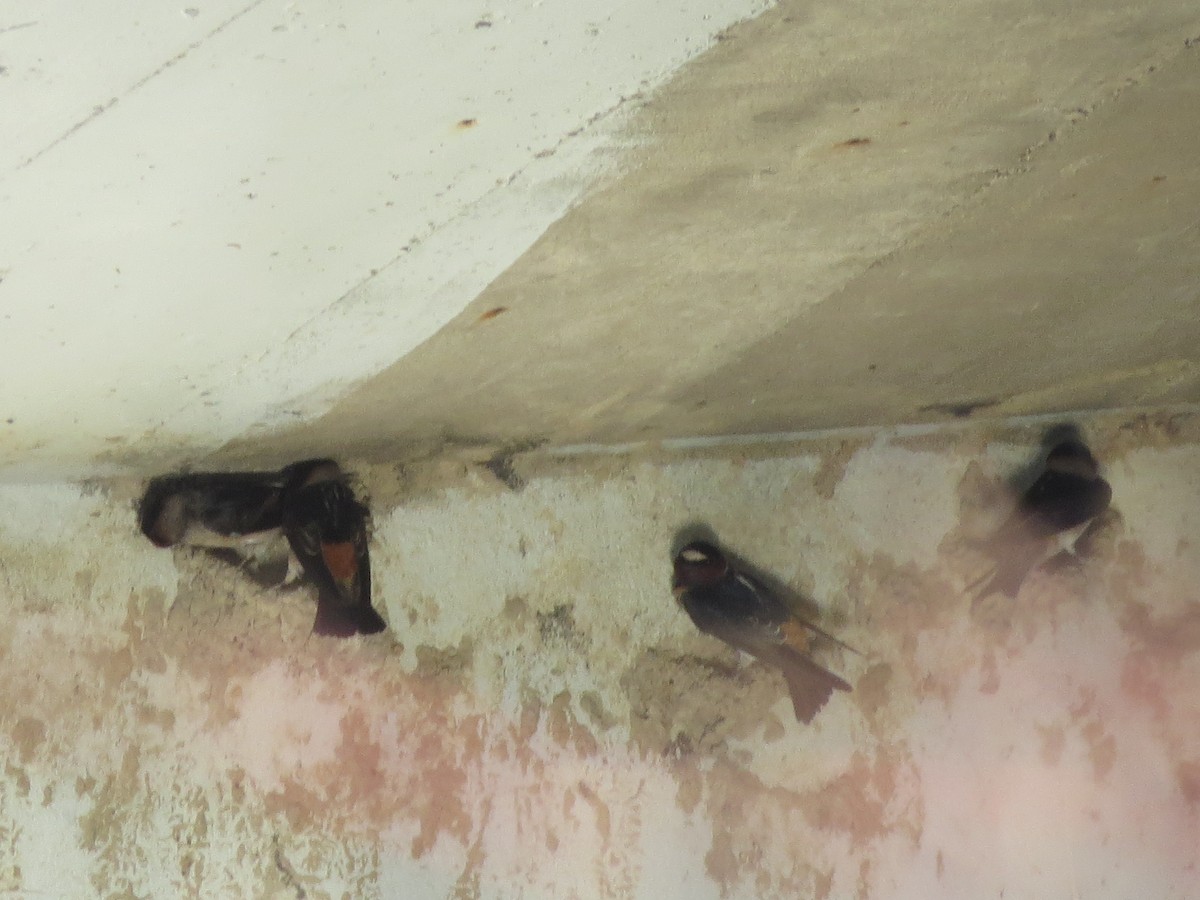 Cliff Swallow - ML97606831