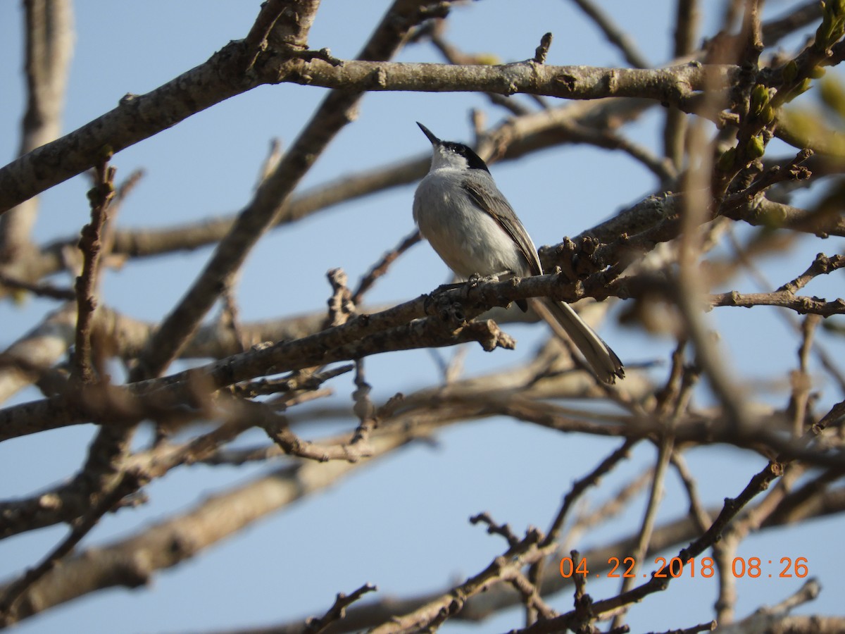 White-lored Gnatcatcher - ML97608931