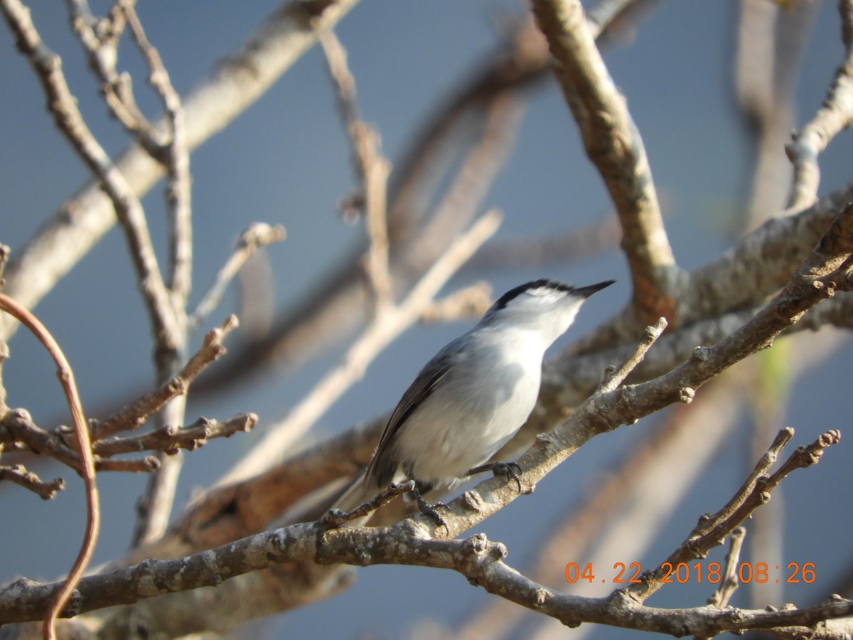 White-lored Gnatcatcher - ML97608961