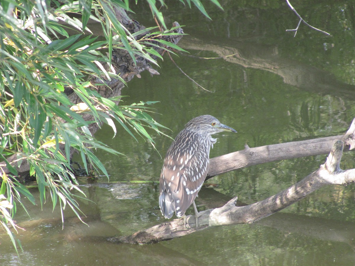 Black-crowned Night Heron - ML97612871