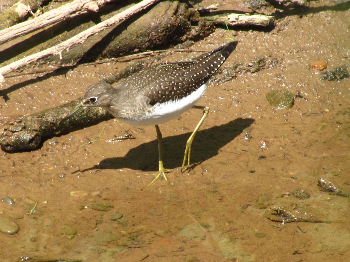 eremittsnipe - ML97613091