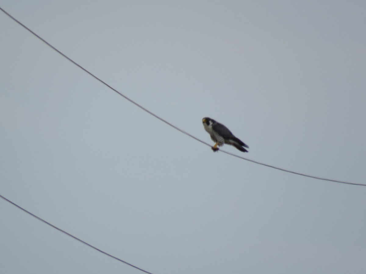 Belatz handia - ML97614031