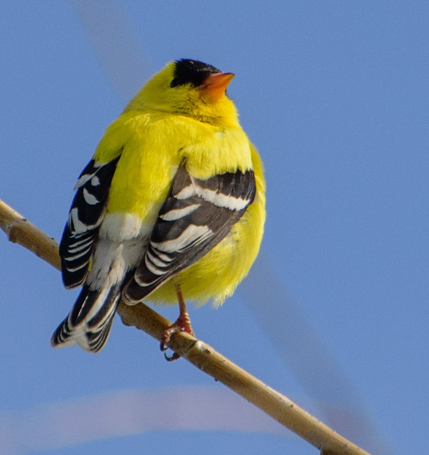 American Goldfinch - ML97617081