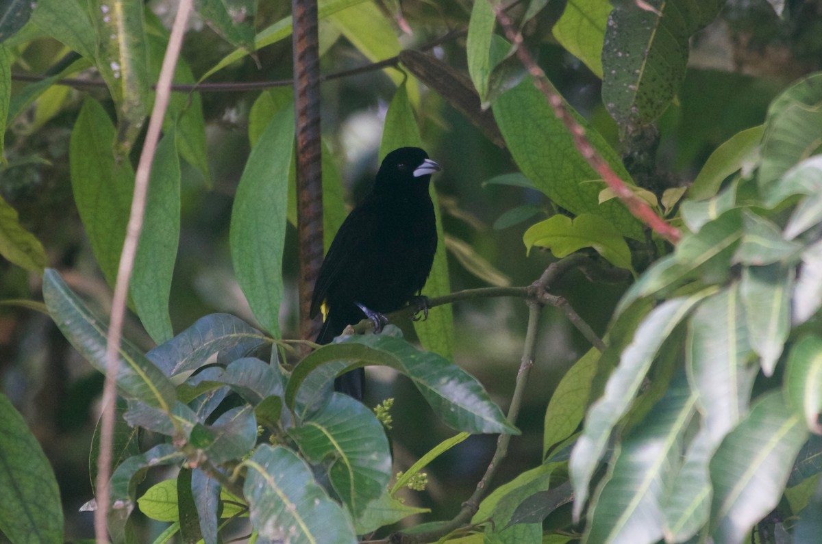 Tangara Flamígera (culigualda) - ML97620011