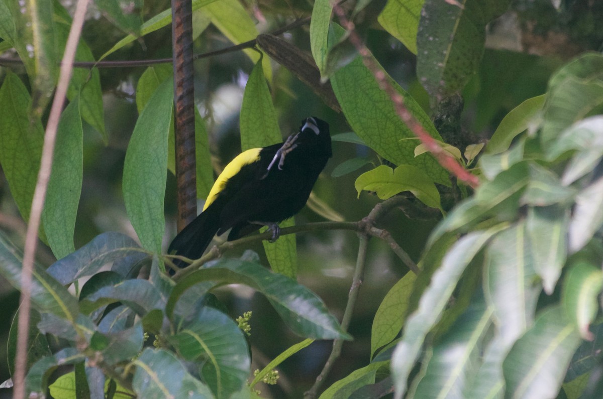 Tangara Flamígera (culigualda) - ML97620041