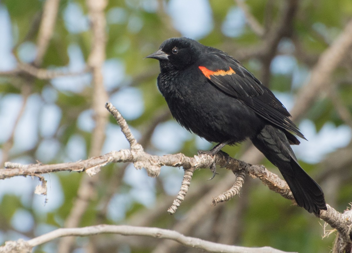 Red-winged Blackbird - ML97621501