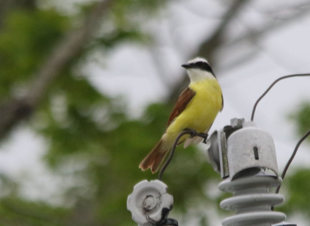 Great Kiskadee - ML97623551