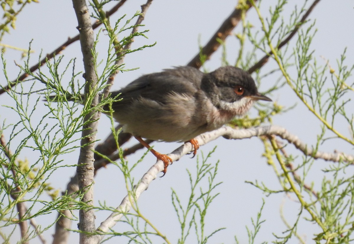 Curruca de Ménétries - ML97624061