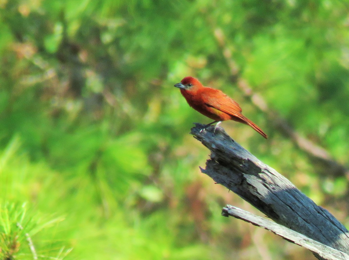 Hepatic Tanager - ML97625051