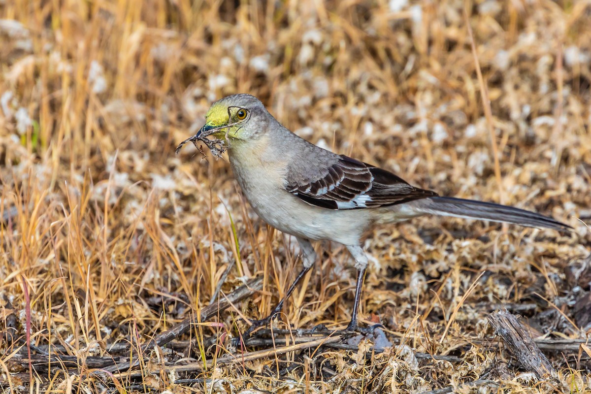 Northern Mockingbird - ML97626221