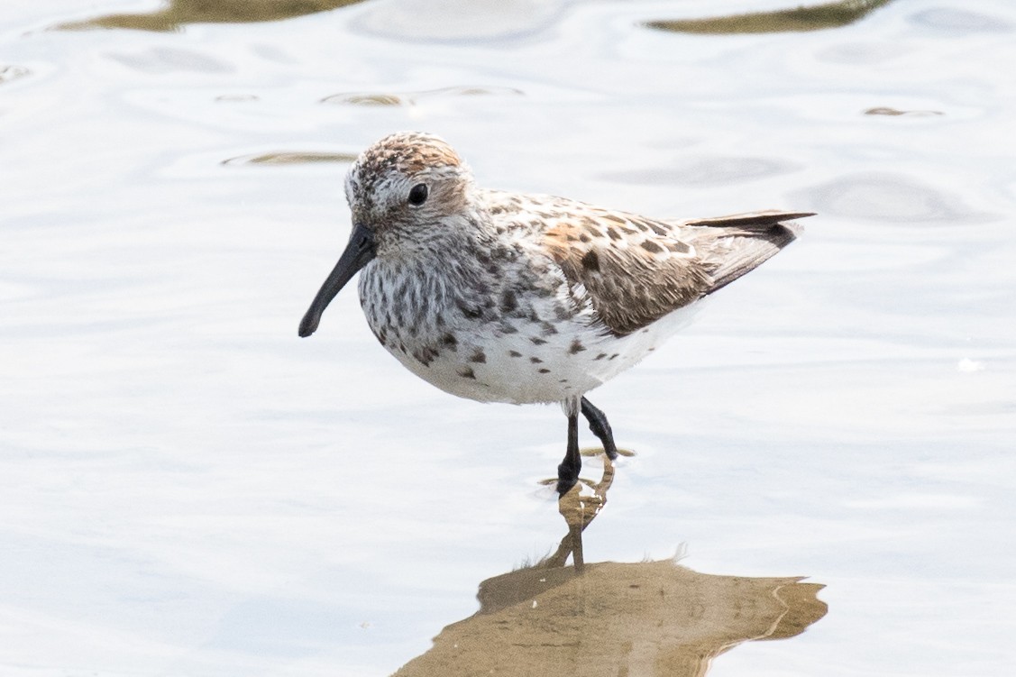 Western Sandpiper - ML97627551