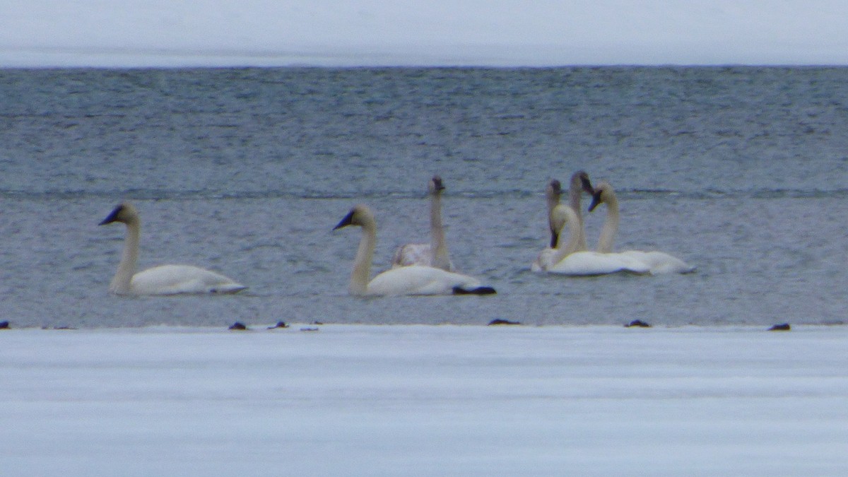 Cygne trompette - ML97628291