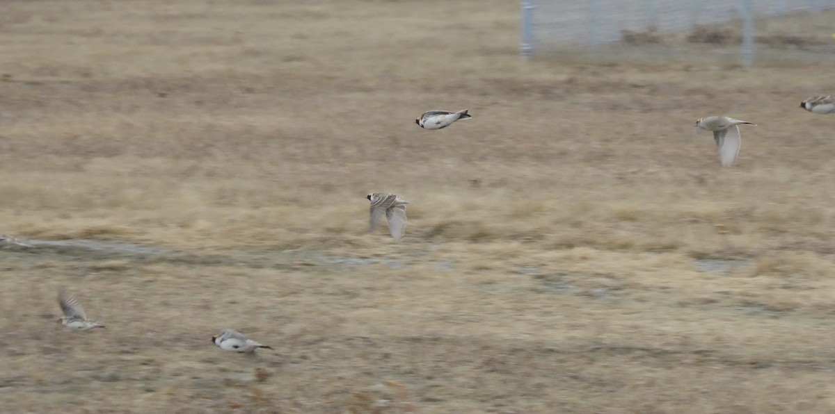 Lapland Longspur - ML97628481