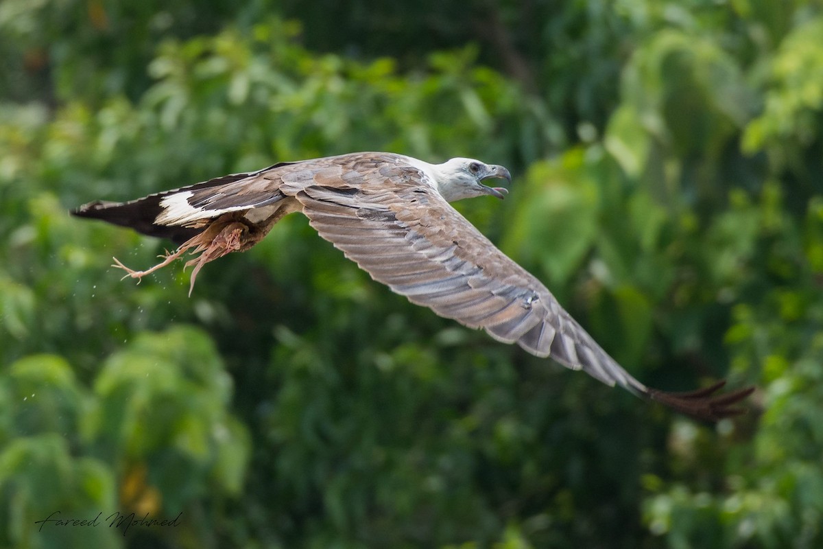 White-bellied Sea-Eagle - ML97628541