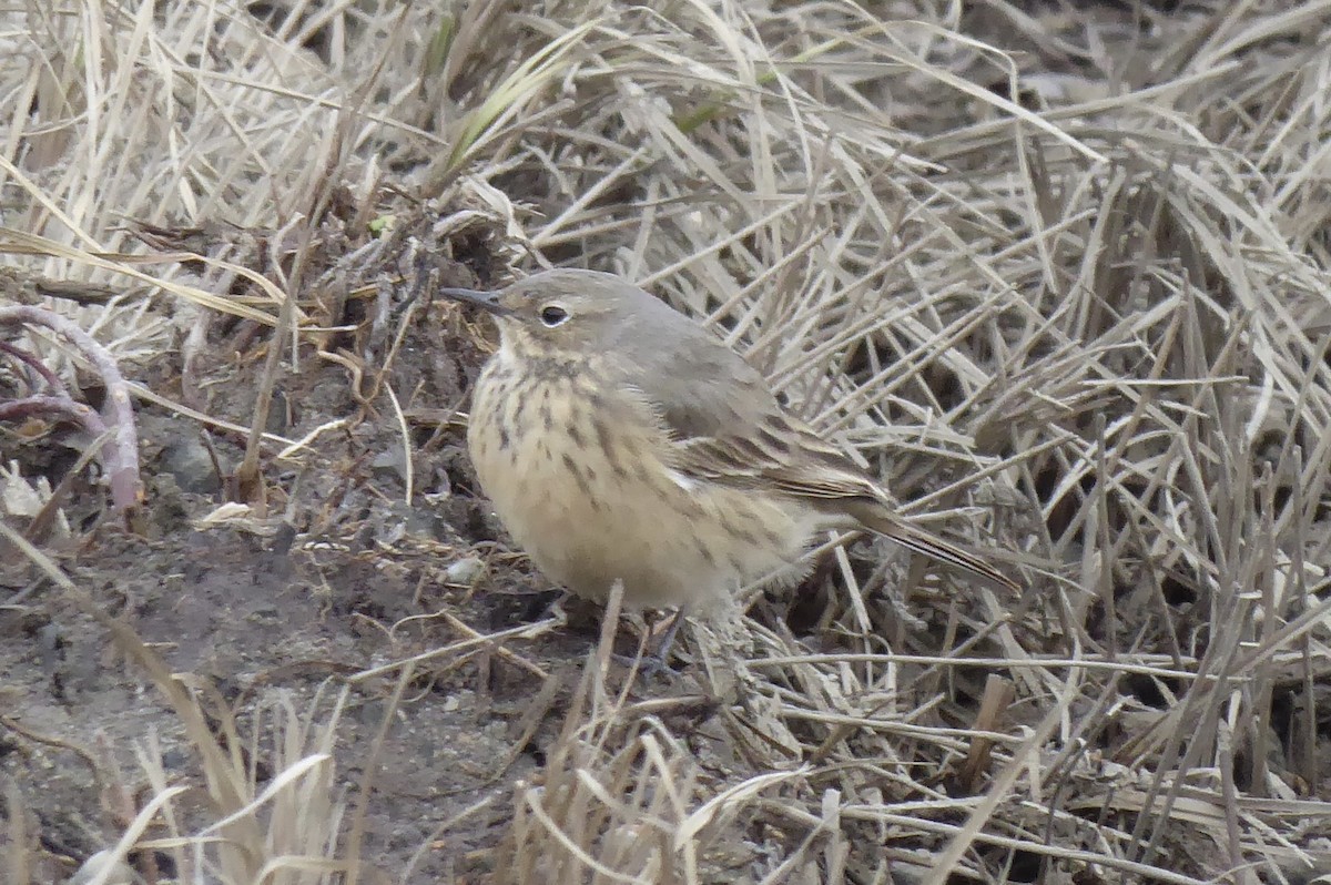 American Pipit - T A