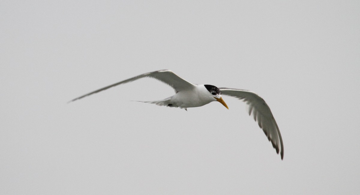 Great Crested Tern - Paul Brooks