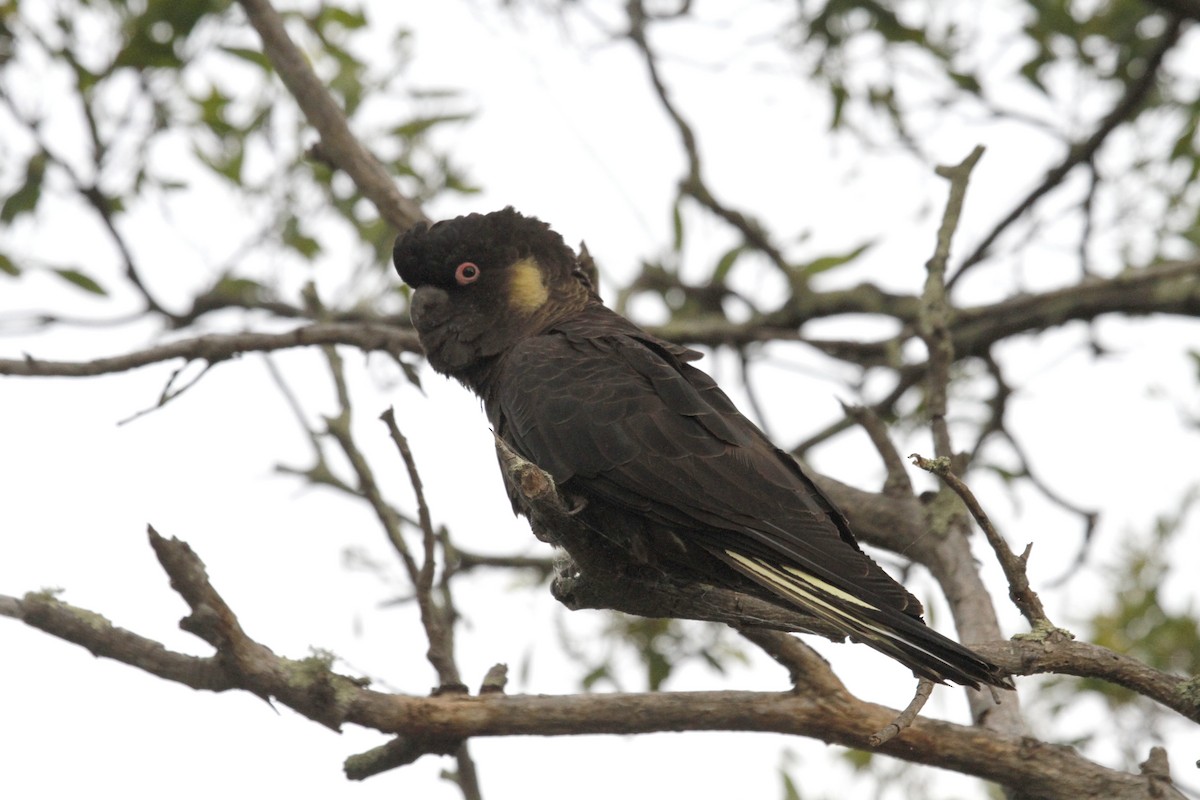 Yellow-tailed Black-Cockatoo - ML97629391