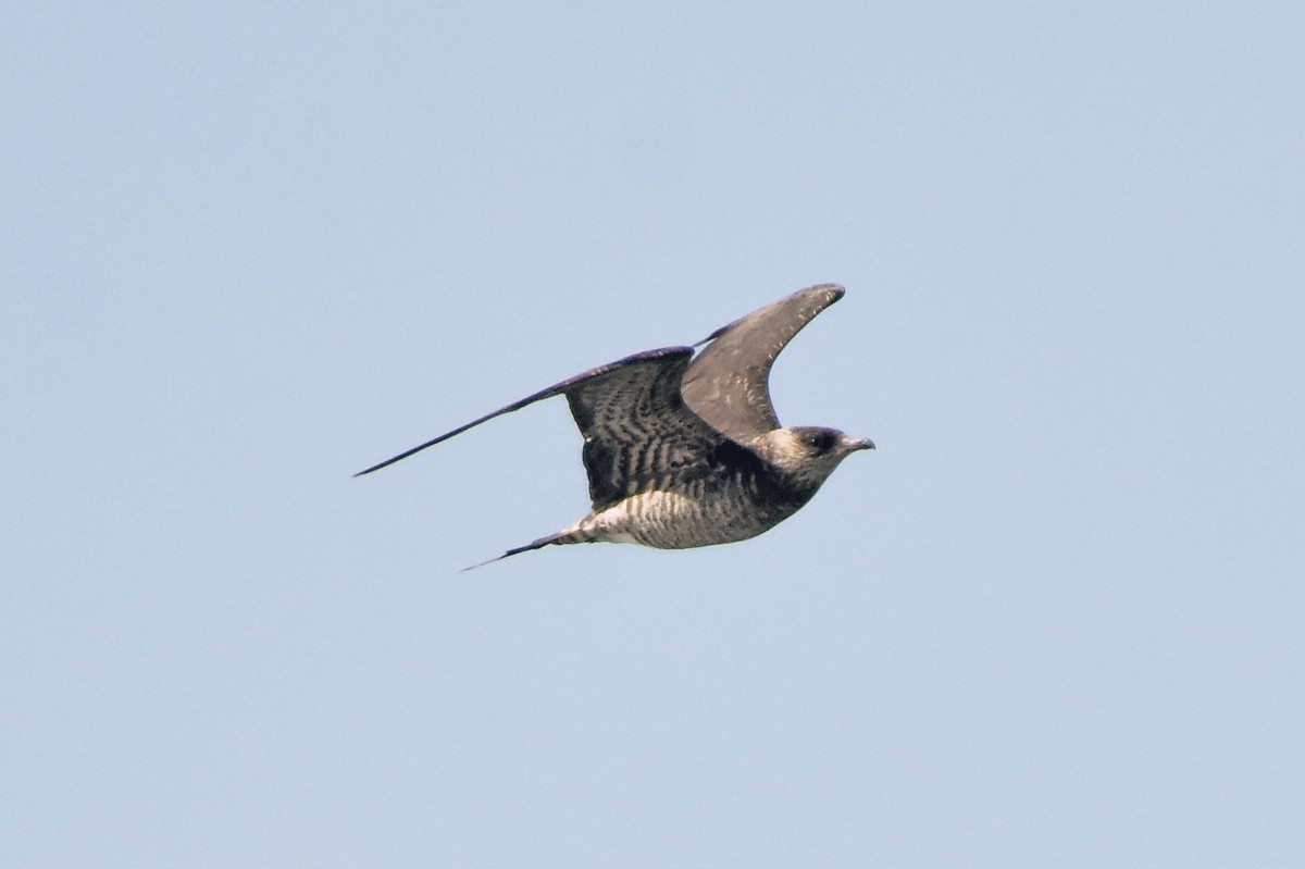 Parasitic Jaeger - Geoffrey Groom