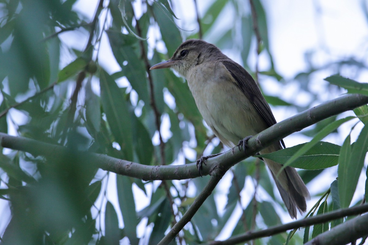 Oriental Reed Warbler - ML97629991