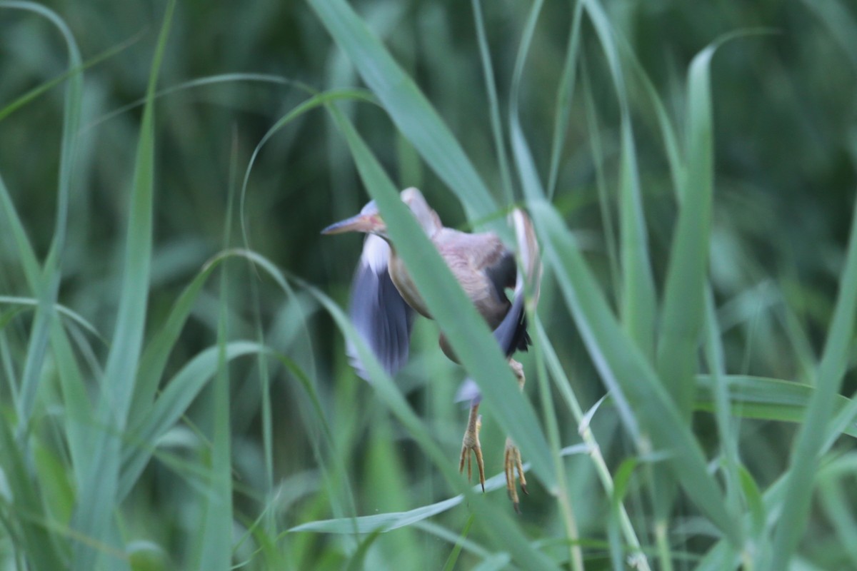 Yellow Bittern - ML97630021