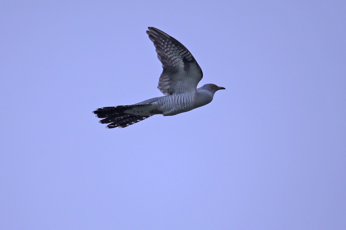 Common Cuckoo - ML97630041
