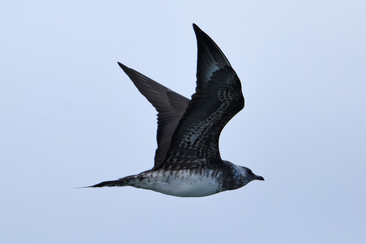 Parasitic Jaeger - Geoffrey Groom