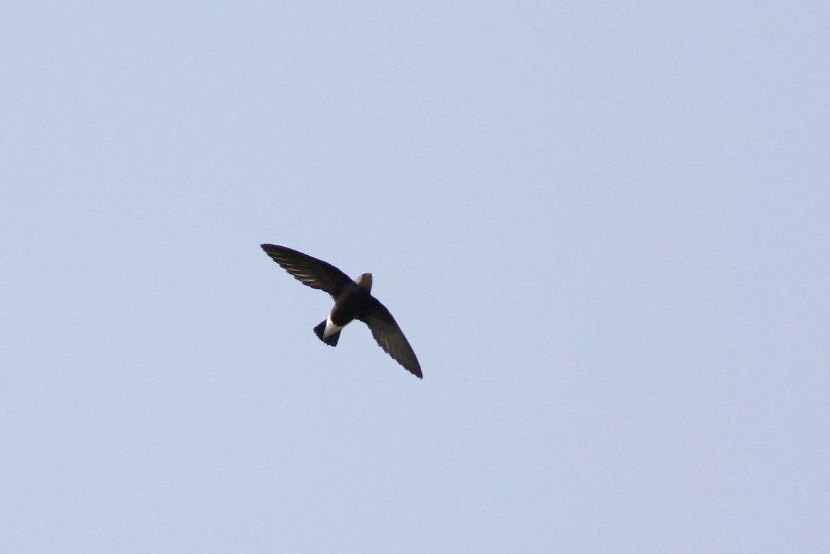 Silver-backed Needletail - ML97631941