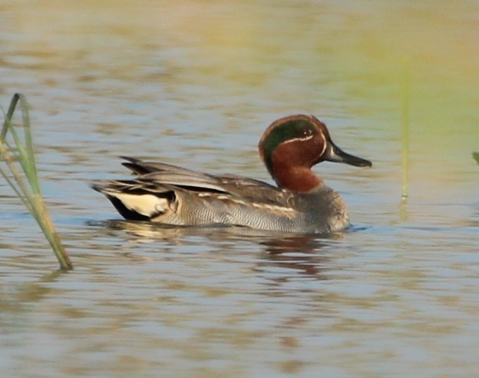 Green-winged Teal - ML97633151