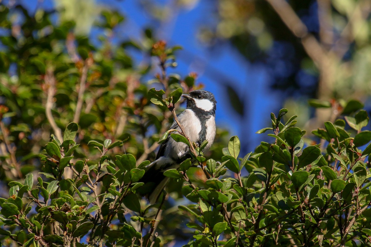 Cinereous Tit - ML97633941