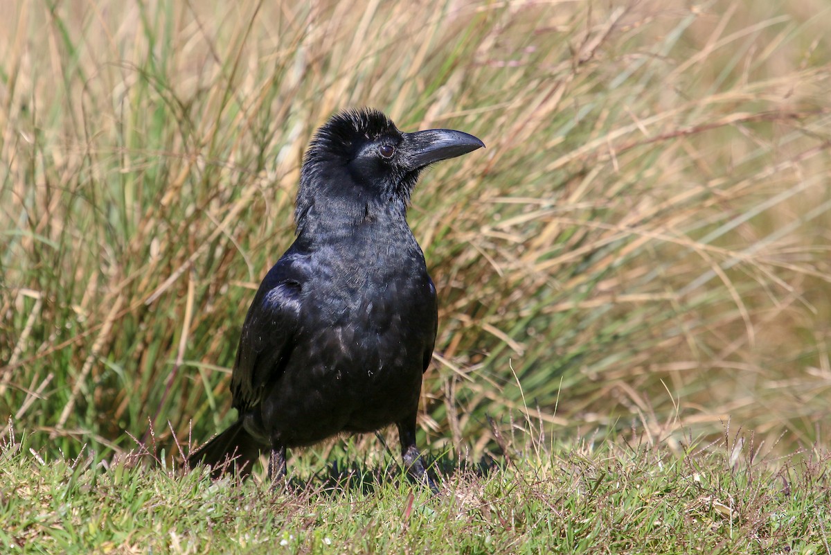 Large-billed Crow (Indian Jungle) - ML97633981