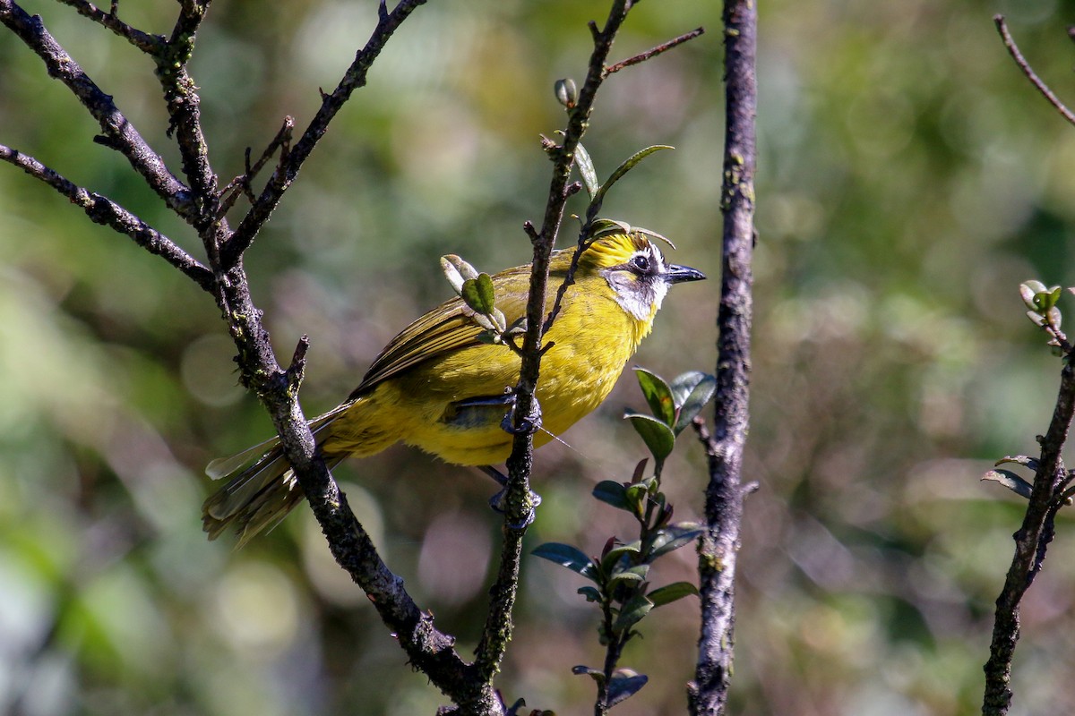 Yellow-eared Bulbul - Tommy Pedersen