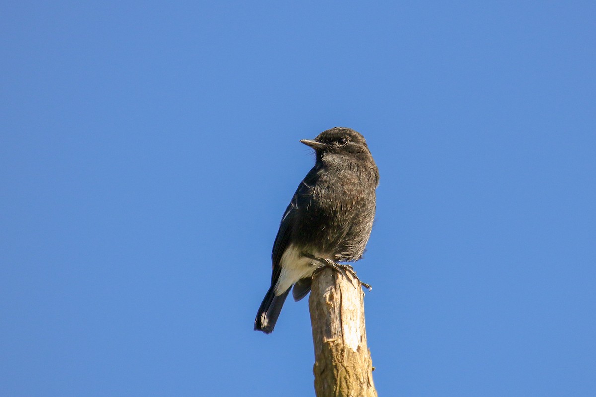 Pied Bushchat - ML97634121