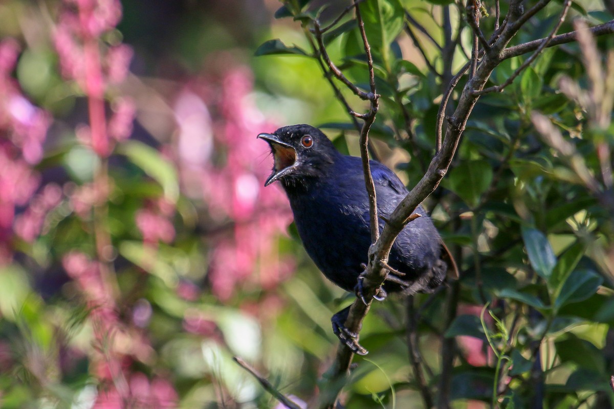 Sri Lanka Whistling-Thrush - ML97634131