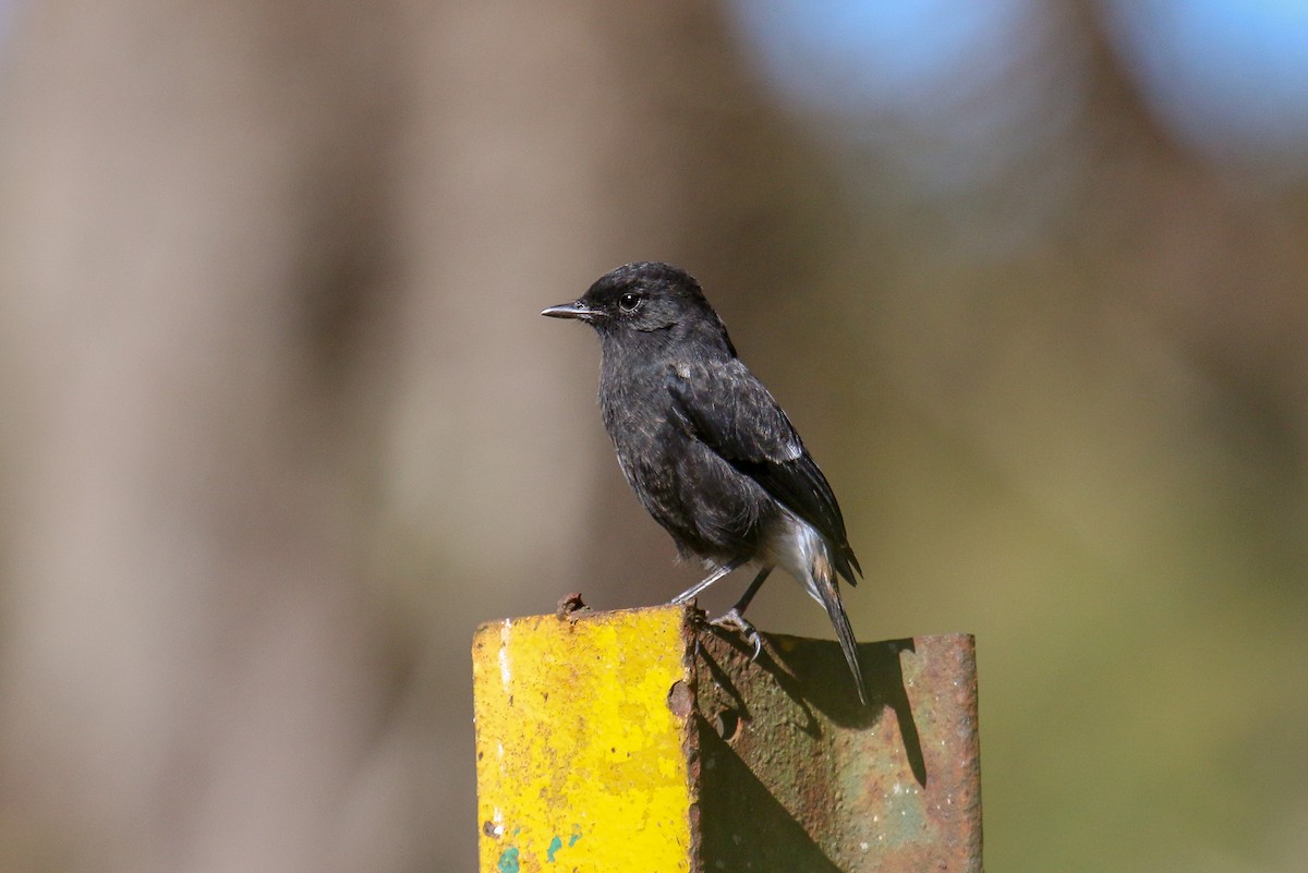 Pied Bushchat - Tommy Pedersen