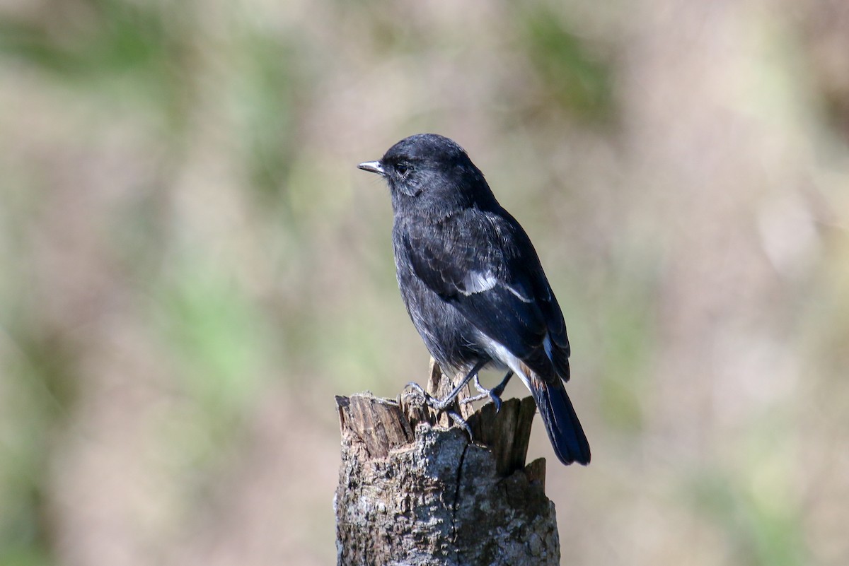 Pied Bushchat - ML97634171