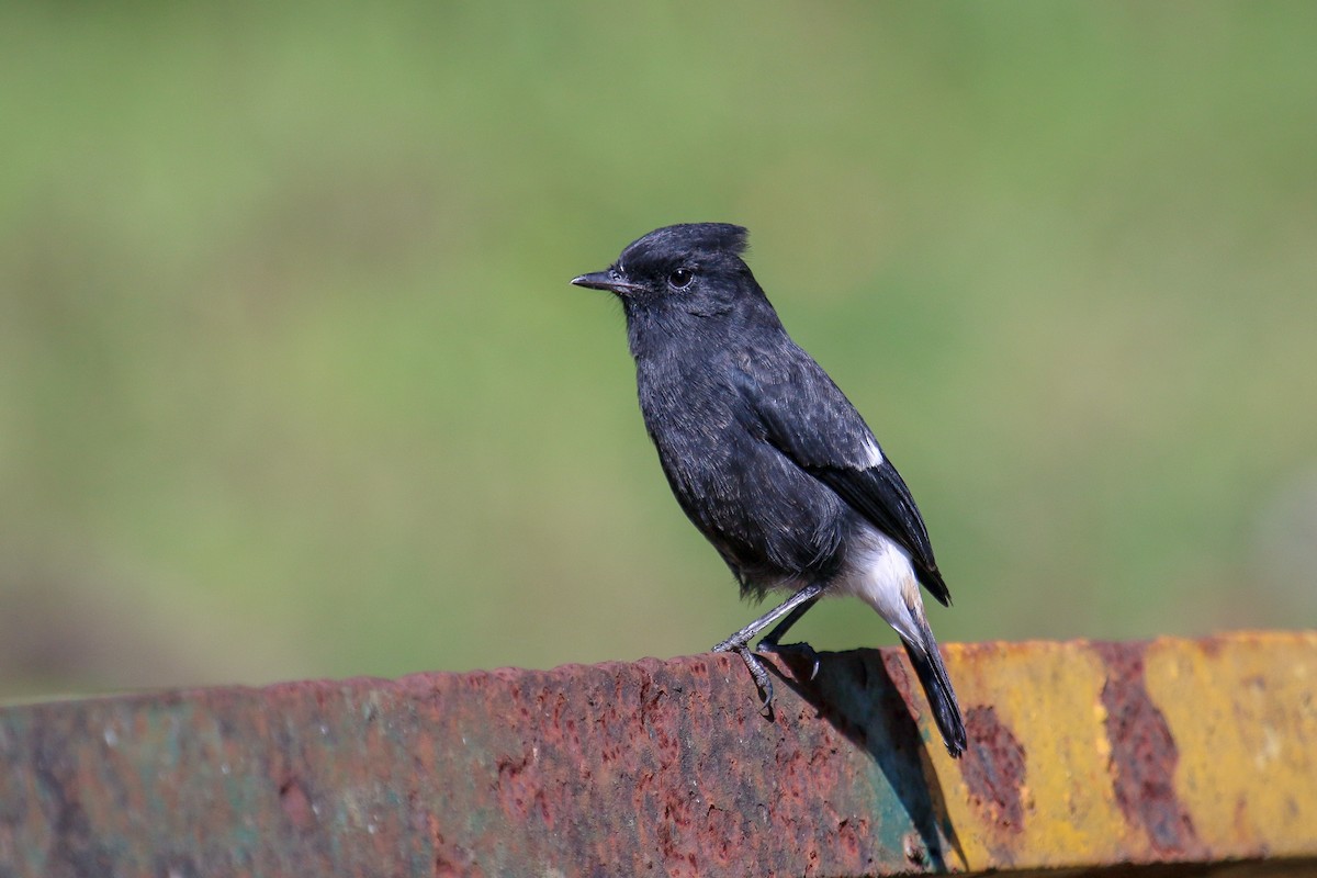 Pied Bushchat - ML97634231