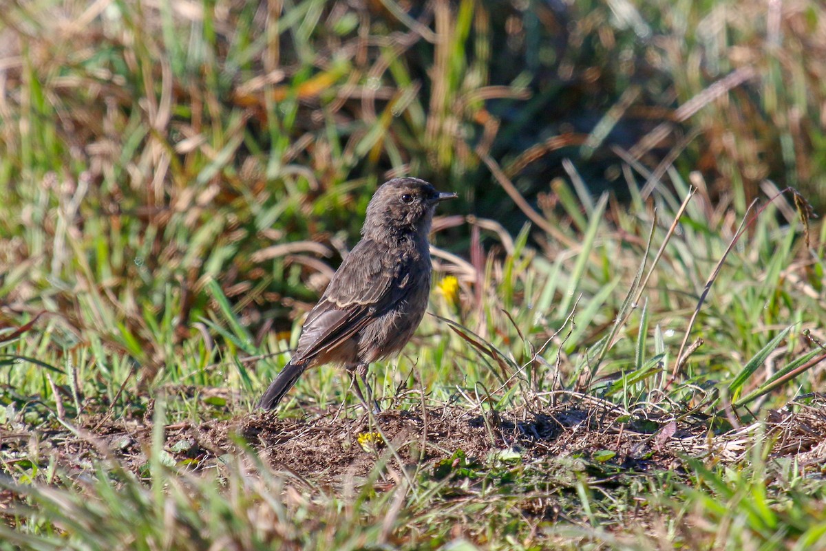 Pied Bushchat - ML97634241