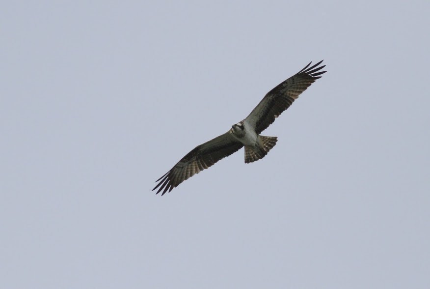 Osprey (haliaetus) - ML97636141