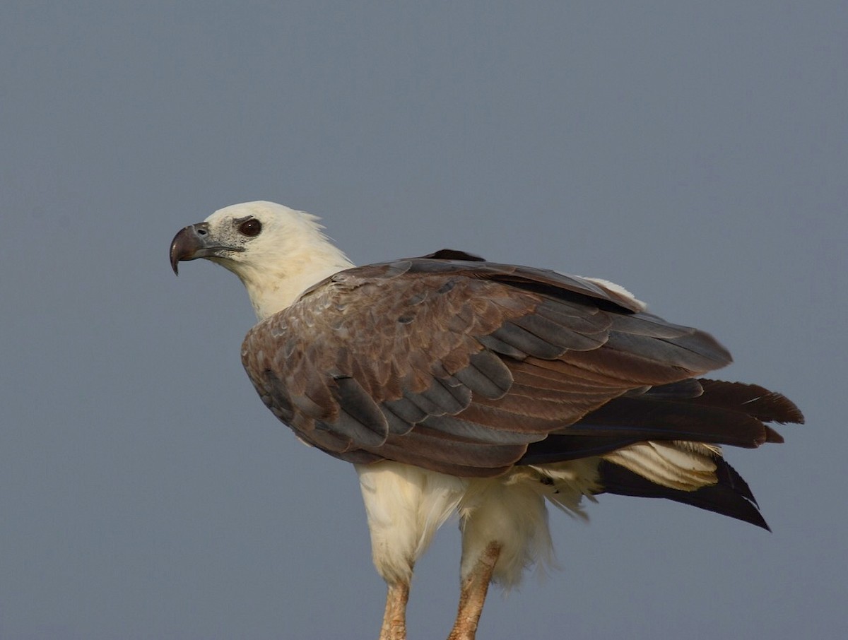 White-bellied Sea-Eagle - Renuka Vijayaraghavan