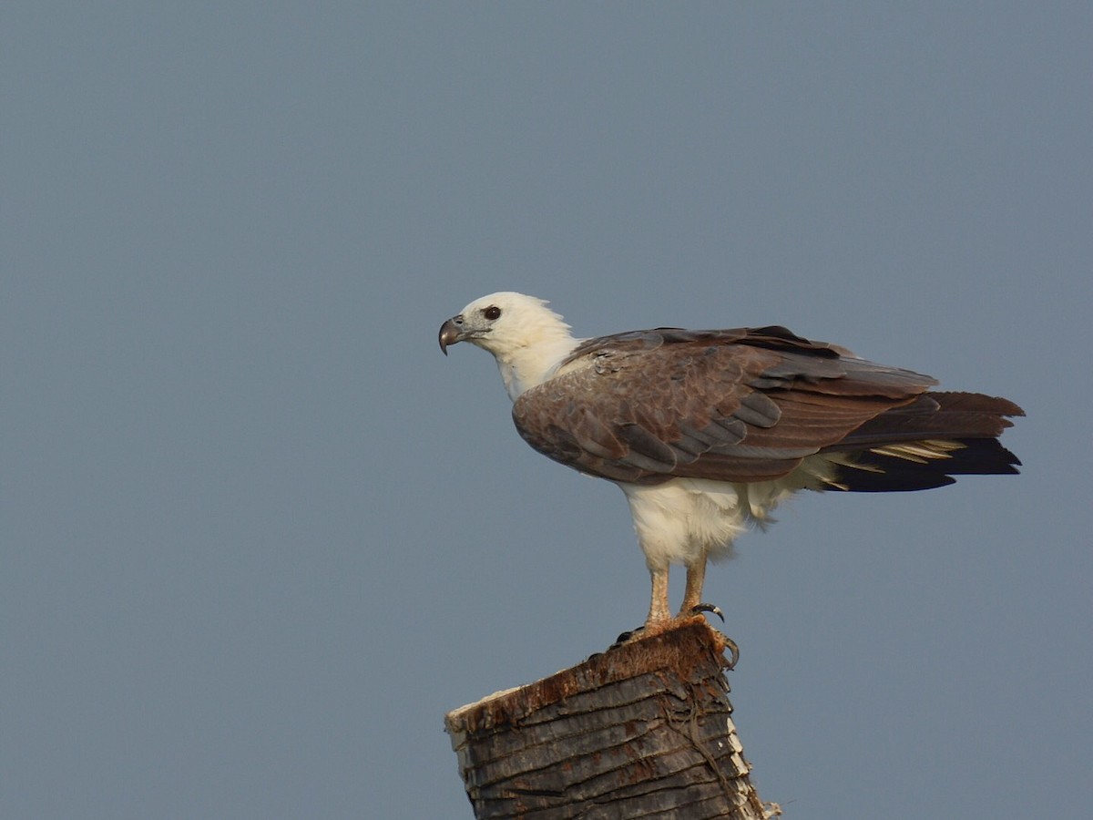 White-bellied Sea-Eagle - Renuka Vijayaraghavan