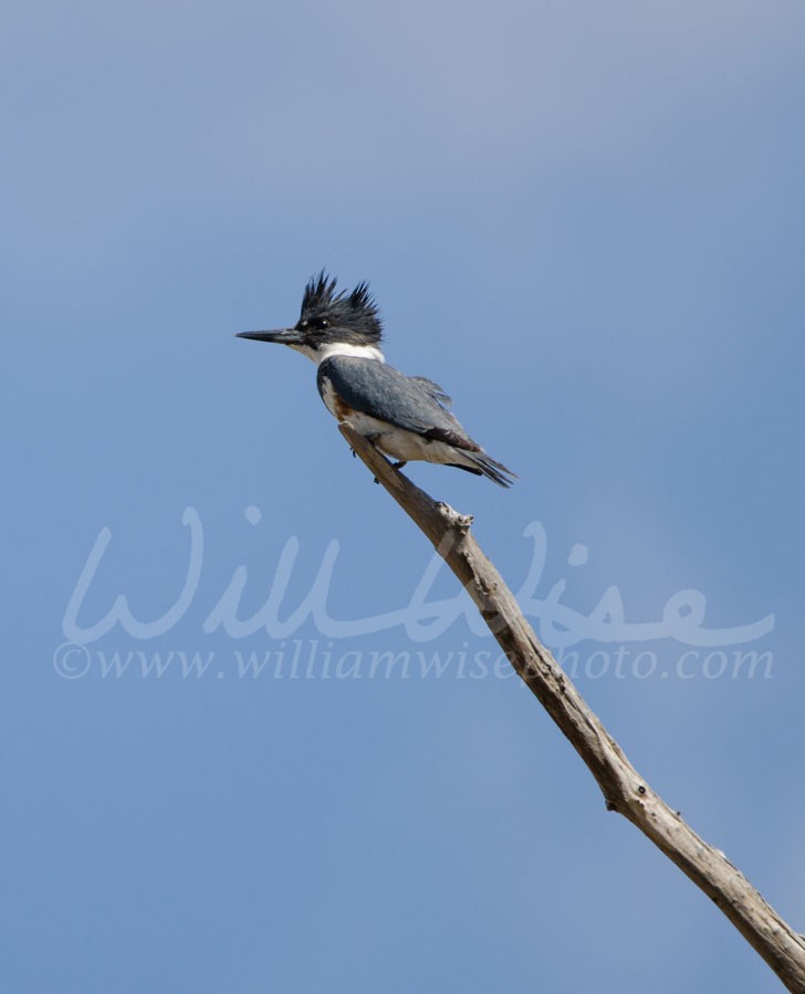 Belted Kingfisher - William Wise