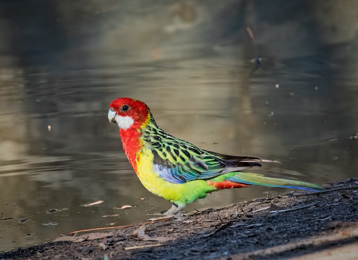 Eastern Rosella - ML97640481